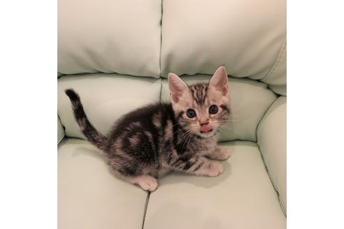 成約済の大阪府のアメリカンショートヘア-6111の2枚目